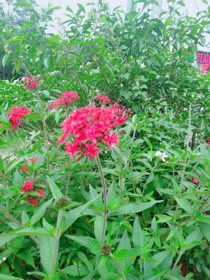 Ella Tea Land View Apartment Luaran gambar